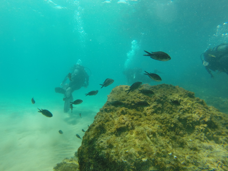 En esta foto podemos ver como disfrutan de un bautizo de mar. Se ven muchos peces.