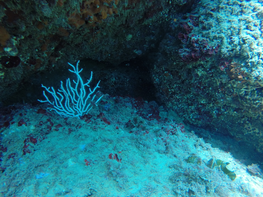 Una especie que raramentre se puede observar en un bautizo de buceo.