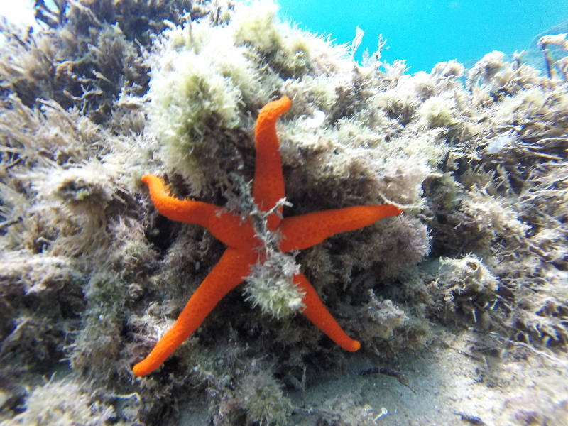 En este bautizo de buceo pudimos ver una estrella de mar. Es preciosa.